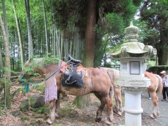 飾り馬も出番を待っています ばんえい競馬に出ていた馬だとカメラマンに教えてもらいました