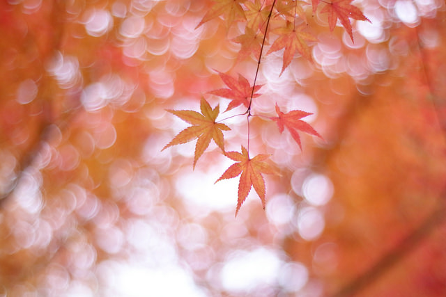 KENTAMA/Flickr