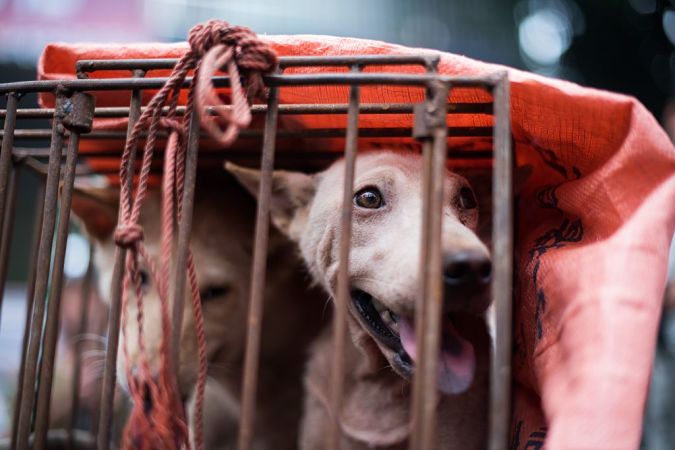 狗肉節の準備のため、カゴに入れられて運搬中の食肉用の犬(JOHANNES EISELE/AFP/Getty Images)