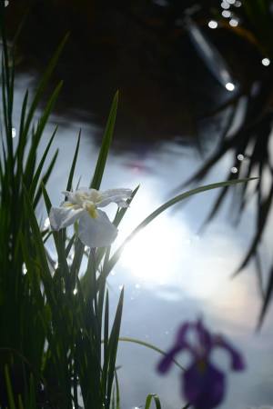 花菖蒲