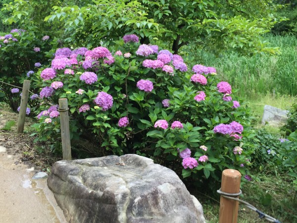 紫陽花