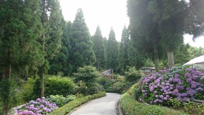 アジサイ園