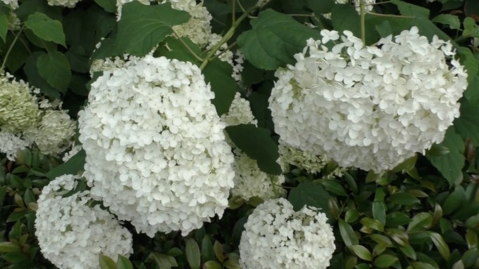 紫陽花