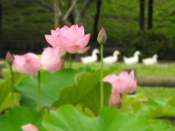 蓮