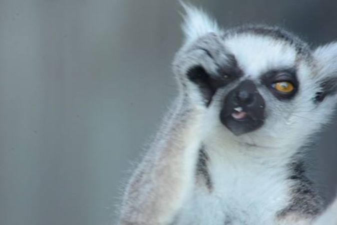 ワオキツネザル