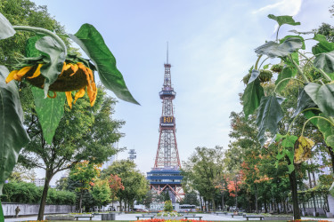 札幌市(あめまん)
