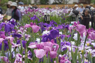 しっとり涼やか、堀切菖蒲園の花菖蒲が見ごろ(佐渡道世/大紀元)