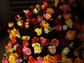 ライトアップされた色とりどりの薔薇(蘭三郎 撮影)