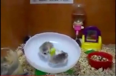 ハムスター暴走?