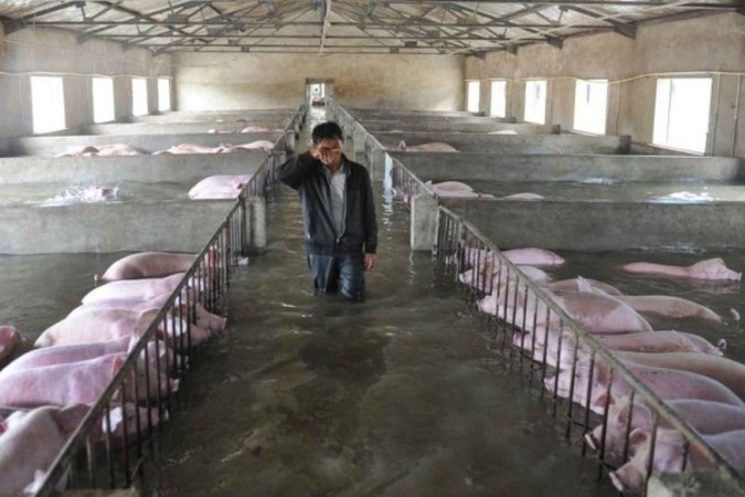 6000頭の豚が水に20時間浸かり、従業員は涙の別れ