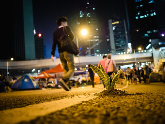 2014年、香港民主運動「黄傘革命」で、活動の支持者が民主の芽が生えていることを表現（Studio Incendo/flickr）