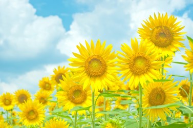 ネットを通じた子供の性被害に注意 多くはスマホ経由 被害の9割が中高生(エリー/ぱくたそ)