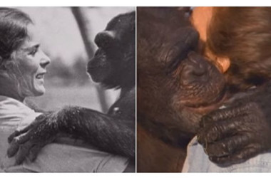 18年ぶりにあったチンパンジーのスイングと抱き合うリンダ・コーブナーさん（スクリーンショット/大紀元）