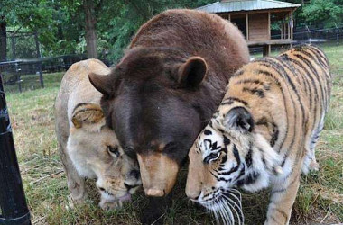 クマ ライオン タイガー 不思議な仲良し3兄弟