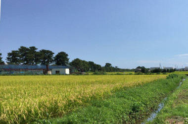 稲刈りをする水田(イメージ)