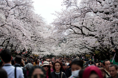 都内の公園で花見する市民ら。写真は2017年4月に撮影されたもの。（BEHROUZ MEHRI/AFP/Getty Images）