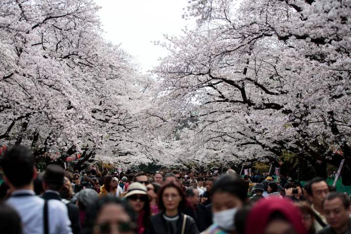 都内の公園で花見する市民ら。写真は2017年4月に撮影されたもの。（BEHROUZ MEHRI/AFP/Getty Images）