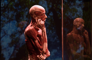 2017年11月、イタリアのセビリア市で開催された人体標本展「ボディ・ワールド」の展示作品（CRISTINA QUICLER/AFP/Getty Images）