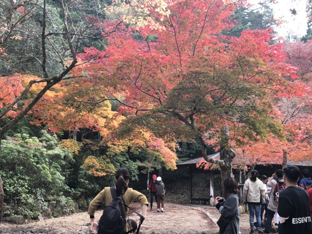 秋彩る広島の紅葉 宮島もみじ谷 三景園