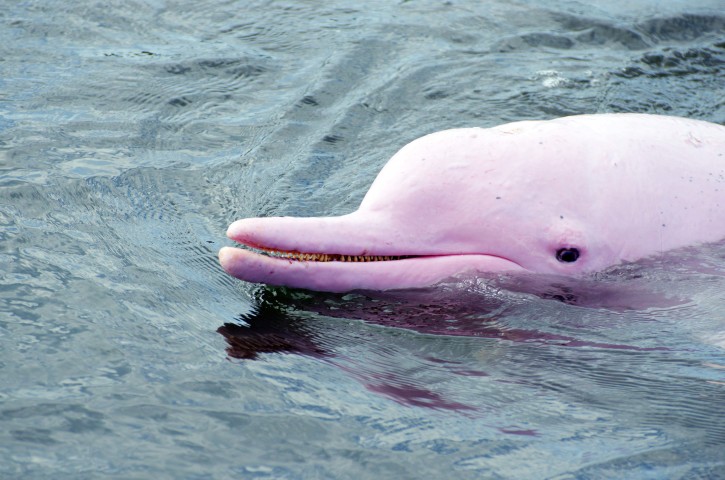 米ルイジアナ州で世にも珍しいピンクイルカの親子 大紀元 エポックタイムズ