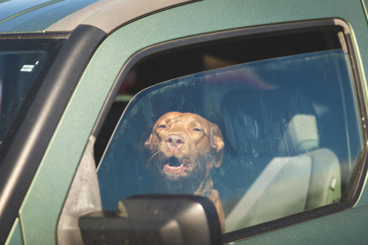 非常に暑い車内から犬を救うため窓を粉砕