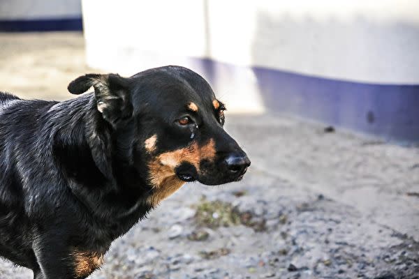 目を覚まして 友だちが死んだことを受け入れられない犬たち