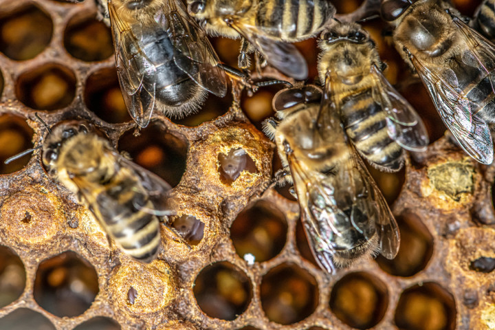 新研究 ミツバチの毒が乳がん細胞を殺すことが明らかに
