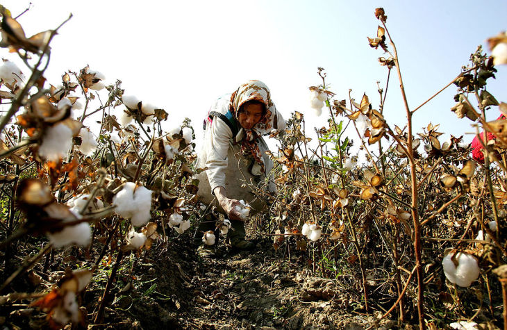 中国新疆ウイグル自治区の綿花収穫 57万人が強制労働 報告 大紀元 エポックタイムズ