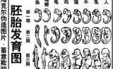 この胚芽発育図はヘッケルが偽造したもので、多くの人がこれに騙されている。（左から）：魚、山椒魚、亀、鶏、豚、牛、兎、人間（イラスト＝大紀元）