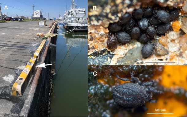 Snsのユーザ投稿写真から 教授が新種の海岸性ダニ類を発見 大紀元 エポックタイムズ