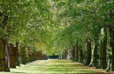 （Creative Commons /lincolnian）