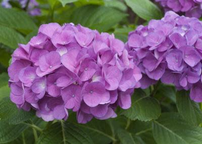 Toru Watanabe/Flickr