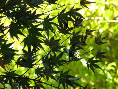 TANAKA Juuyoh/Flickr