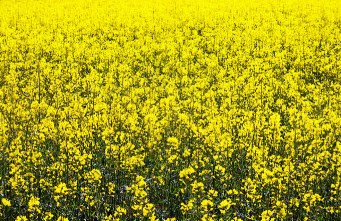 Lali Masriera/Flickr