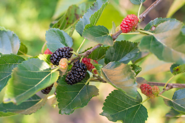 桑の木は、葉、枝、皮、実まですべてが生薬になる（iStock）