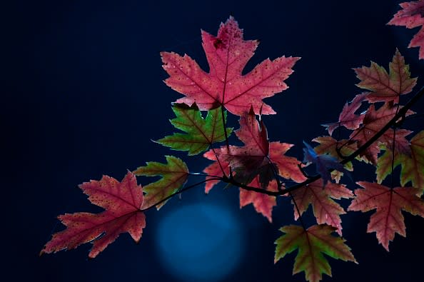 (Photo by INA FASSBENDER/AFP via Getty Images)