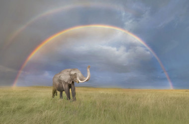 野生動物写真家が撮影した 二重の虹の前の象の美しい画像
