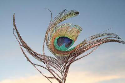 （mikepedroncelli/Creative commons）