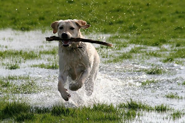 ラブラドールは、仲間が急流に流されているのを見て、すぐに救出しました。 写真はイメージです（pixabay）