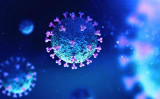 新型コロナウイルス（COVID-19）の立体構造（www.cdc.gov）