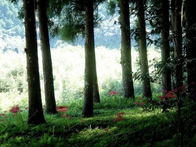 （jimurawski/creative commons）