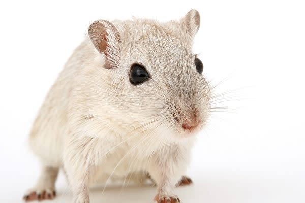 マウスのイメージ写真(Pixabay)