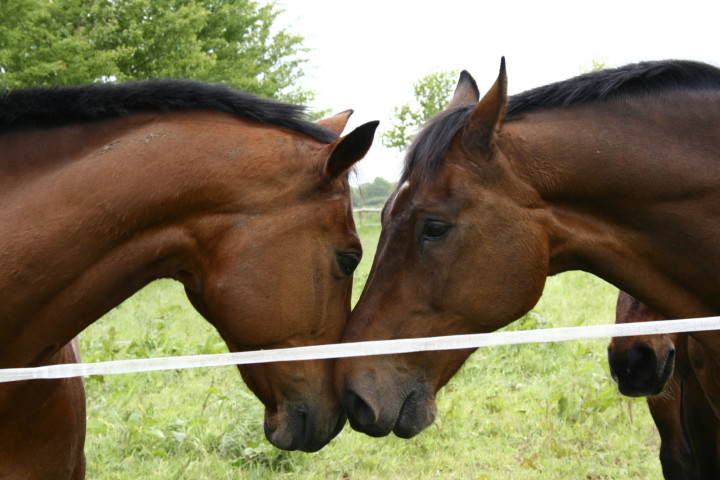 死にかけた馬を、パートナーの馬が呼び覚まして、一命を救う奇跡が起きました。（イメージ写真 ） （ella / PIXTA）