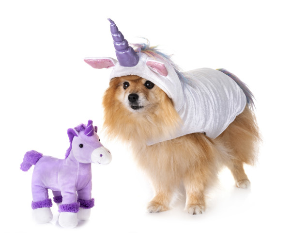 イメージ写真　（cynoclub / PIXTA）