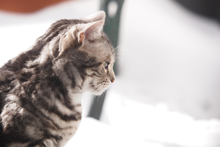 おまさ / PIXTA（