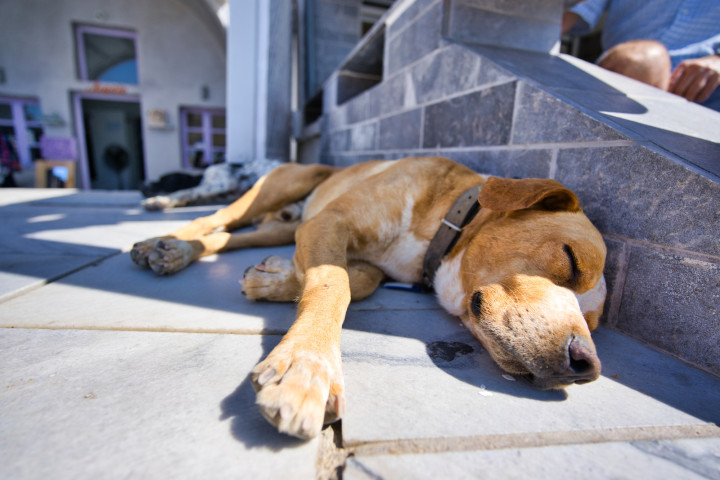 インドの犬は2時間も毒蛇と戦い 自分を犠牲にして飼い主を守る 大紀元 エポックタイムズ