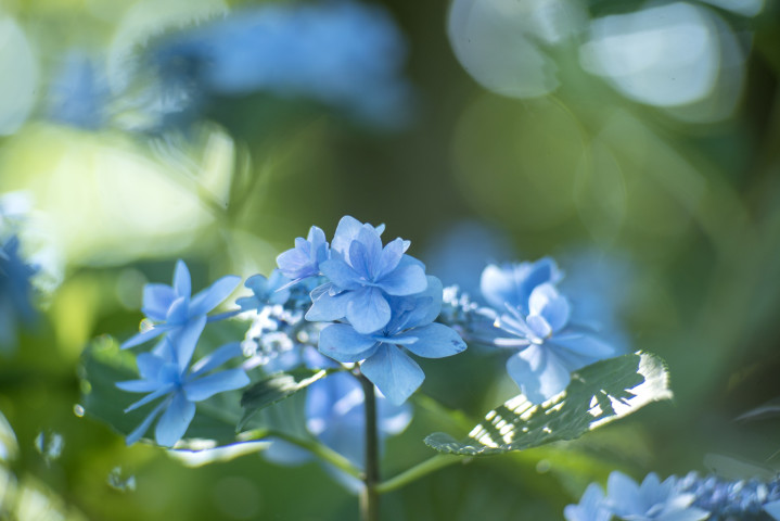 (萩谷篤思 A.Hagitani)