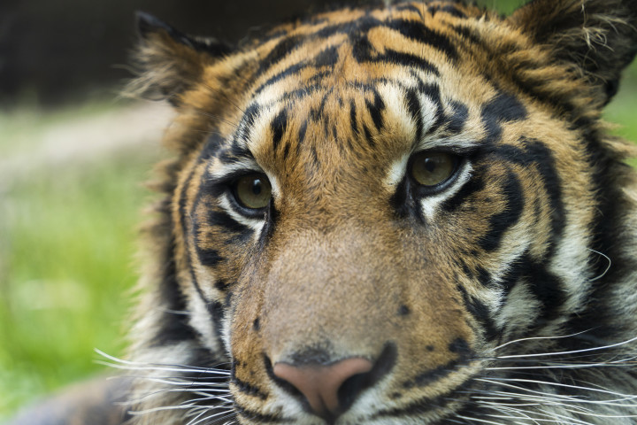 インドのトラ保護区では、雄のトラが雌の死後、4頭の子トラの世話を引き受けている（パンナ・タイガー・リザーブの森林管理局提供）