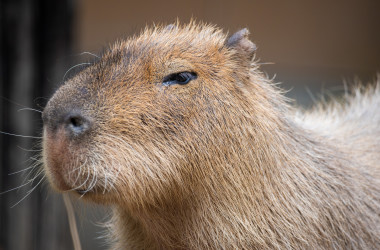 癒やし系 カピバラ アルゼンチンの高級住宅地で狼藉 癒やし系 カピバラ アルゼンチンの高級住宅地で狼藉