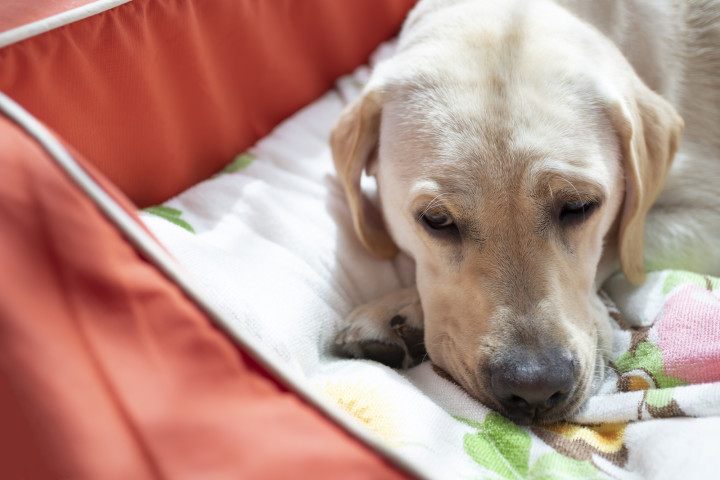 （toitoi / PIXTA）